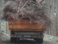 Holz holen12